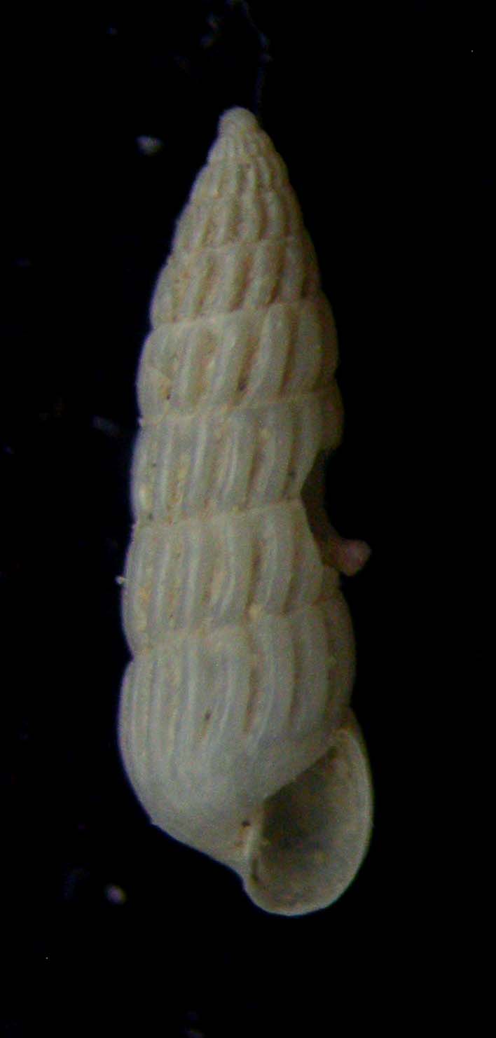 turbonilla